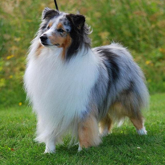 Шелти – порода собак шетландская овчарка. » Породы собак
