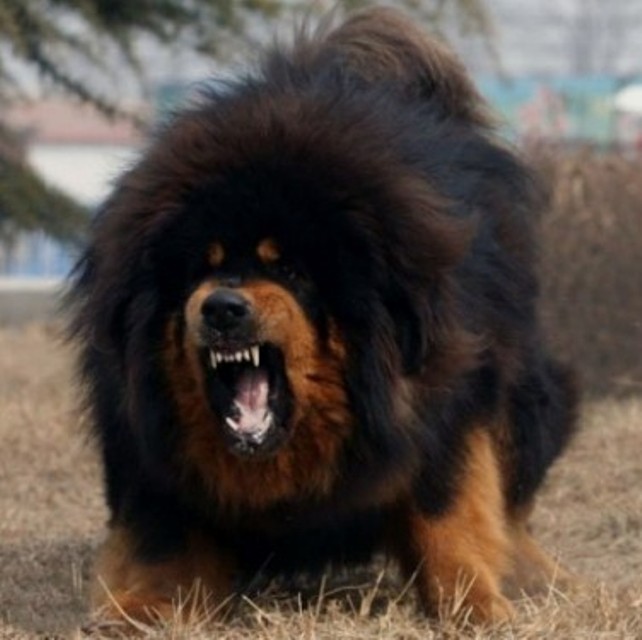Тибетский мастиф порода собак. » Породы собак