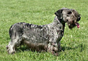 Чешский терьер, порода охотничьих собак малого размера.
