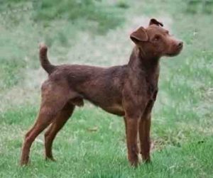 паттердейл-терьер-фото породы собак
