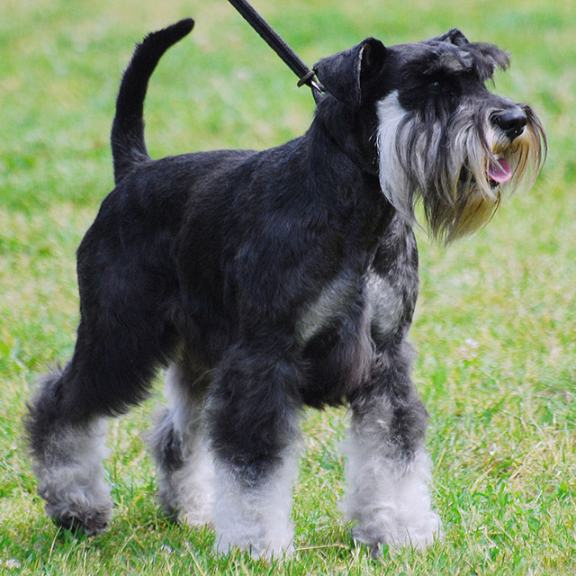 Гигантский шнауцер (шипарь), фото и описание породы | справка о собаке
